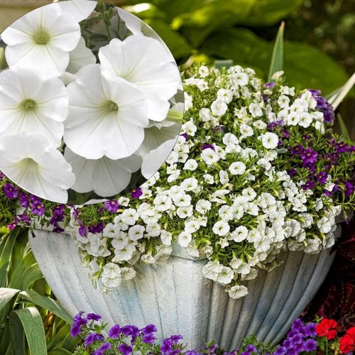 Calibrachoa UNIQUE 'White' - Puispetuunia UNIQUE 'White' P9/0,55L